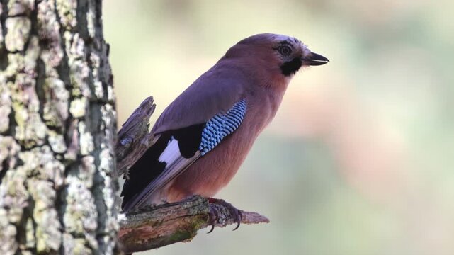 Eurasian jay (Garrulus glandarius) mimicking a bird of prey. Imitating Common buzzard call, perched on branch, perpendicular view, vocalizing bird, spring sunshine, wildlife video, sharp focus. 