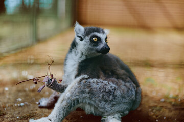 Obraz premium Lemur ring-tailed primate animal wildlife tail sitting on ground, portrait with bright yellow eyes and grey fur, looking back in zoo enclosure with soft light and detailed texture.