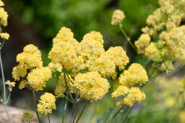 Obraz premium Close up of common meadow rue (thalictrum flavum) in bloom