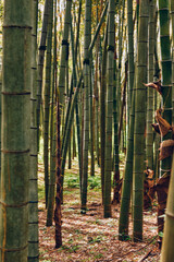 Obraz premium bamboo forest grove stalks trunks nature capture tall green bamboo stalks and trunks in a serene woodland grove, vertical pattern of shoots and leaves with dappled sunlight on the floor.