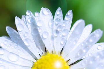 daisy flower macro background white yellow fresh water drops bellis perennis petals with morning dew and lens flare on green field concept of purity, spa, wellness © Lana Pietukhova