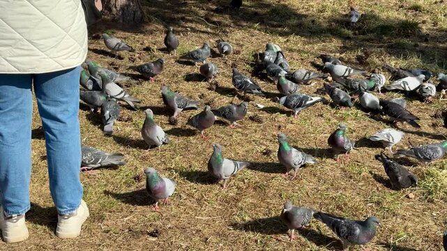 Woman feeding pigeons in park spring, scattering grain across lea covered ground, flock gathers around feet of woman wearing jeans.