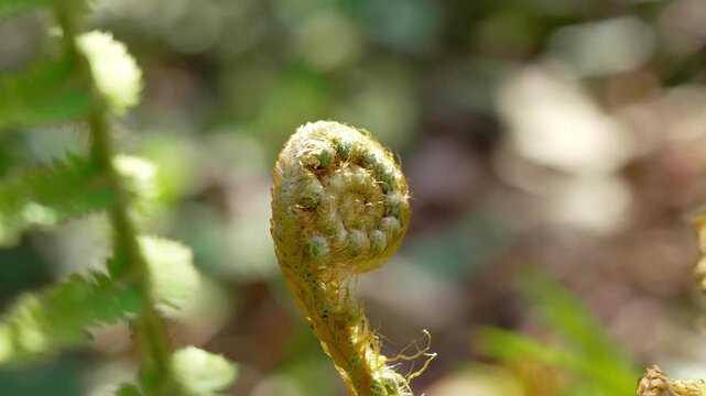 Growing coiled fern frond or fiddlehead with natural spiral and delicate golden indumentum on the stem