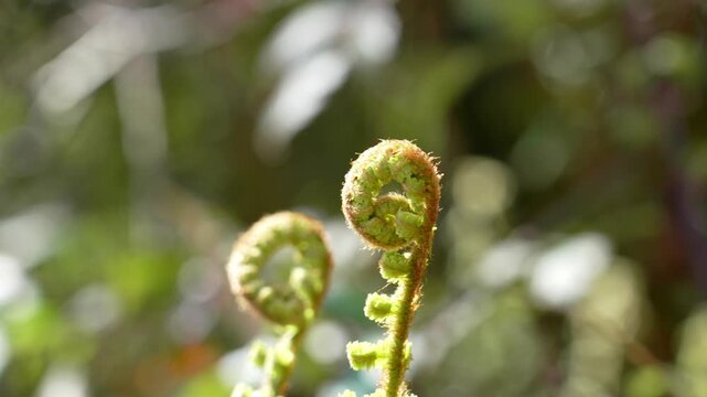 Young green fern fiddleheads in natural forest light. Fresh spiral shoots. Spring season concept of new life and organic development