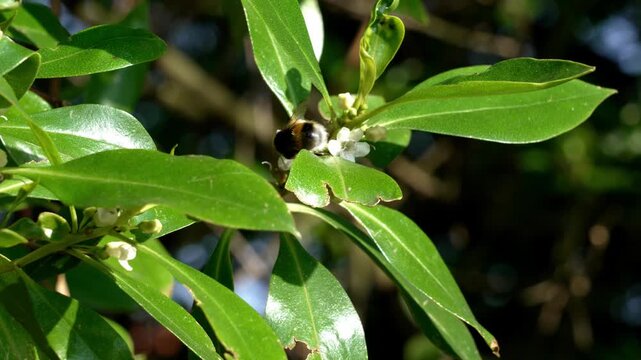 Myoporum laetum or mousehole tree white flowers with succulent green leaves growing outdoor