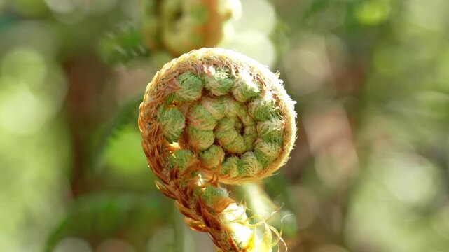 Fern fiddlehead in tightly coiled spiral form with small leaf segments covered with fine hair like fibers against defocused natural background