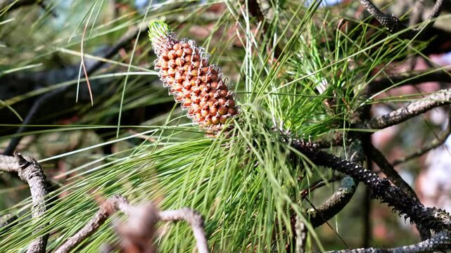 Pinus canariensis or Canary Island pine cone growing outdoor