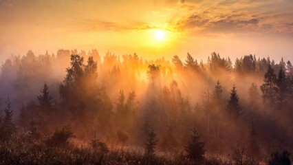 Obraz premium Dense woodland illuminated by sunbeams through morning haze