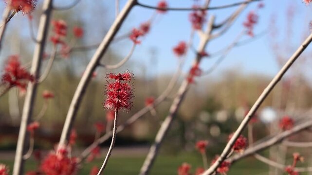 Spring maple flowers. Red flowers on a branch close-up. Close-up of bright red flowers on a thin tree branch, selective focus. Spring, plants and park management concept