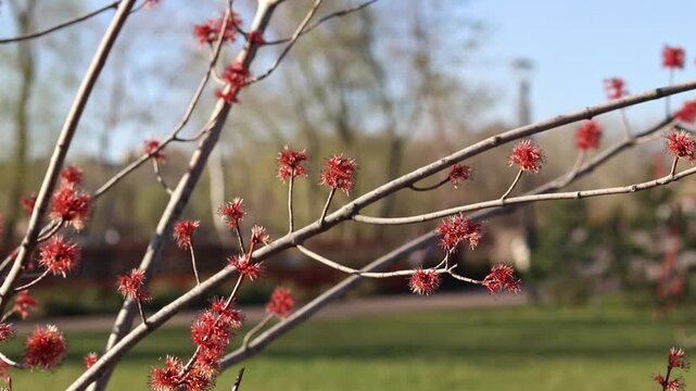 Spring maple flowers. Red flowers on a branch close-up. Close-up of bright red flowers on a thin tree branch, selective focus. Spring, plants and park management concept