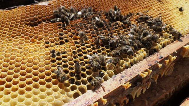 Real Footage: Honey Bee Colony Death in Spring Hive Due to Starvation and Cold Weather