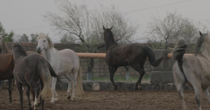 A herd of beautiful white and brown horses walking and trotting in an outdoor rural farm paddock, with hay storage visible in the background on an overcast day.