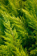 Fototapeta premium Vertical orientation showcasing sunlit yellowish green cypress branches overlapping each other to form a deeply textured and vibrant natural forest woodland background
