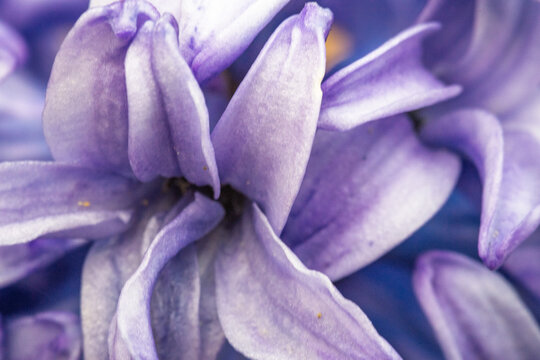 Macrophotographie artistique de p&eacute;tales de jacinthe violette mettant en valeur des textures d&eacute;licates et des tons lilas
