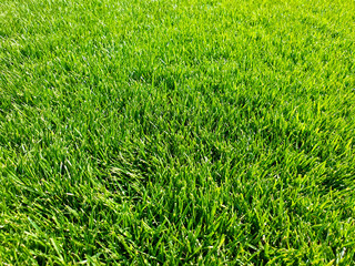 Obraz premium Lush green grass texture, vibrant natural lawn field, fresh summer meadow turf for landscaping and garden design, bright organic grass background isolated on White Background
