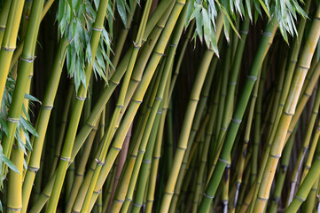 Fototapeta premium Detail of a beautiful, dense, Bamboo grove natural woodland composed of bamboo plants. Bamboo is exceptionally fast-growing and creates a unique, bright green, and dense environment.