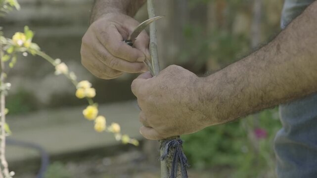 Gardener grafting a fruit tree scion onto a rootstock, a meticulous agricultural technique for plant propagation and orchard cultivation using a special knife