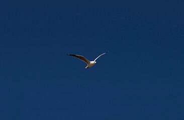 Obraz premium Silver Gull (Chroicocephalus novaehollandiae) in flight