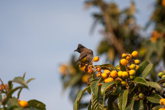 A dark-capped bulbul (Pycnonotus tricolor) sits atop a loquat tree