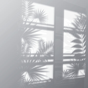 Monochrome photo of tropical palm tree leaves casting shadows on a large window with mullions  natural light from outside creates a serene atmosphere transparent background
