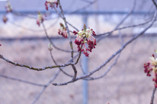 Red Stamens Of A Manitoba Maple