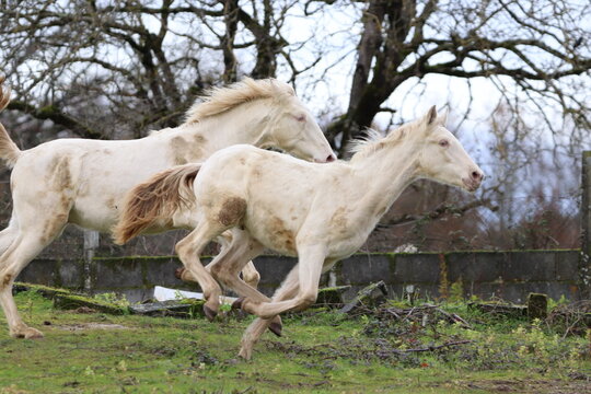 Caballos blancos galopando en entorno rural