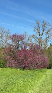 Pink flowering redbud tree in a green field