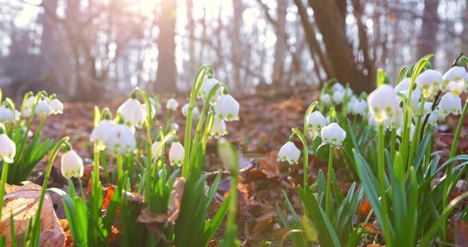Smooth backward camera movement through blooming snowdrop flowers in warm morning sunlight, revealing delicate white blossoms and fresh green leaves on the forest floor in early spring.