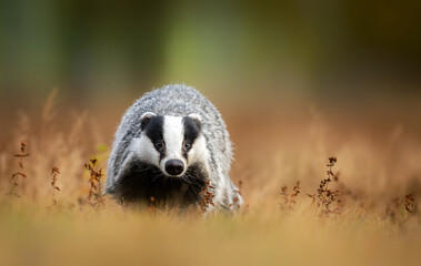 Obraz premium Badger close up ( Meles meles )