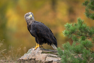 Fototapeta premium Sea eagle or white tailed eagle ( Haliaeetus albicilla)