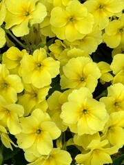 Fototapeta premium Garden Background of Blooming Primrose Flowers Showing Delicate Details