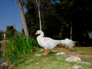 Obraz premium beautiful white domestic geese grazing on a sunny park lawn