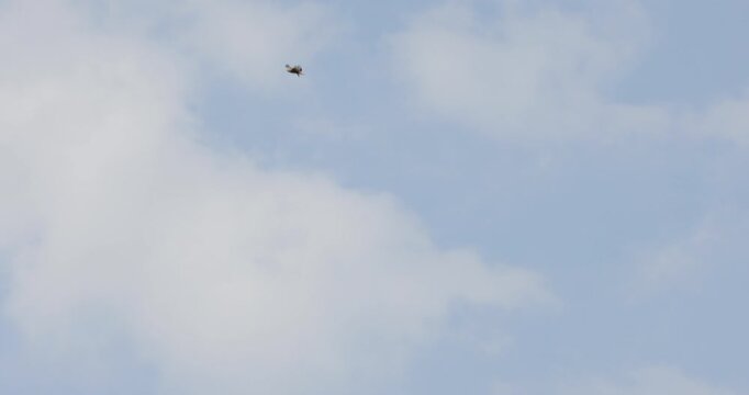 A small flock of silhouetted black birds is seen flying and circling high up in a cloudy overcast gray sky before flying lower past trees and power lines.