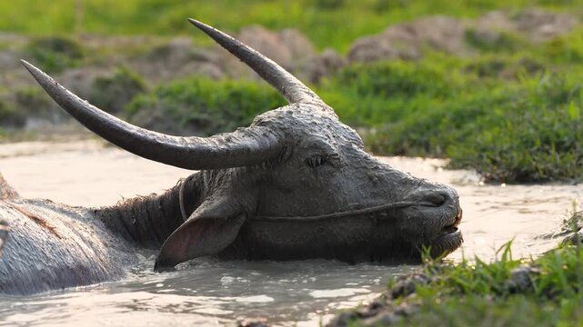 Water buffalo (Bubalus bubalis) soaking in muddy water after hot day and hiding from insects, domestic bull animal fully covered in mud and dirt enjoying bath at farm field in Thailand countryside.