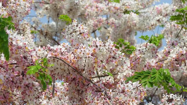 Lush Cassia javanica Pink Shower tree with many white and pink flowers blooming outside in park in Thailand, Apple Blossom tree or Rainbow Shower Tree blossoming in botanical garden on sunny day.