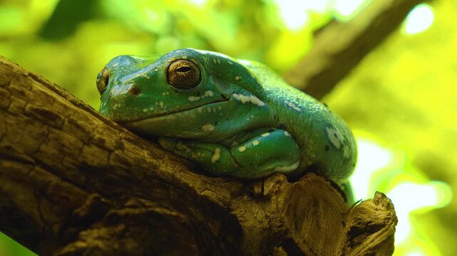 Close up of a golden-eyed tree frog resting on. a tree branch