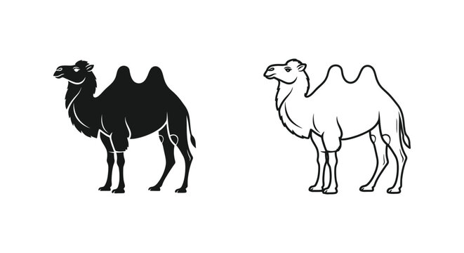 Two-Humped Camel Illustration Guide Vector