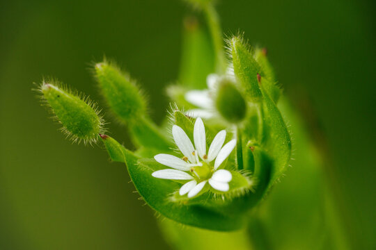 野原で可憐な花を咲かせるハコベ