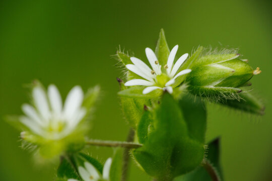 野原で可憐な花を咲かせるハコベ