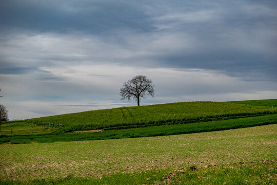 B&auml;ume im fr&uuml;hjahr im Feld