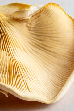 Close-up of mushroom gills on a light surface 