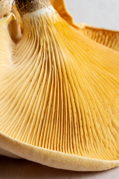 Close-up of mushroom gills on a light surface 
