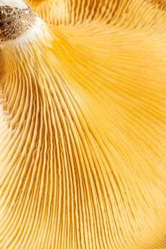 Close-up of mushroom gills on a light surface 
