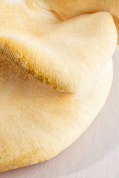 Close-up of mushroom gills on a light surface 