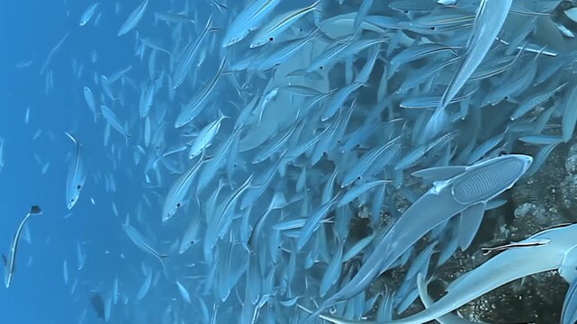 Witness a breathtaking underwater encounter in Fiji. A gentle nurse shark glides through a vibrant school of fish, its graceful form accompanied by remora companions.