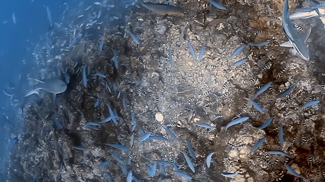 Witness nurse sharks gliding gracefully alongside remoras through a massive, swirling school of fish near the coral reefs of Fiji. A breathtaking underwater spectacle unfolds.