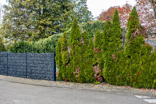 Sch&auml;den an einer Thujahecke im Fr&uuml;hjahr