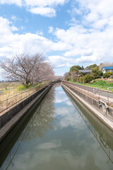 Fototapeta premium 見沼代用水の穏やかな水面に青空と咲き始めの桜が映り込む春の風景