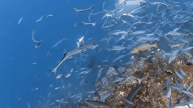 Experience Fiji's vibrant depths. Graceful nurse sharks navigate a living, shimmering cloud of fish, their remora companions clinging close, a breathtaking display of marine biodiversity.