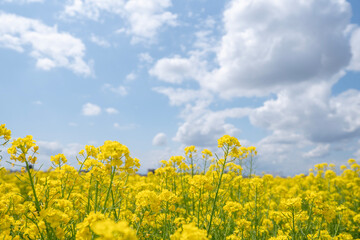 Obraz premium 青空と白い雲を背景に美しく咲き誇る満開の菜の花畑